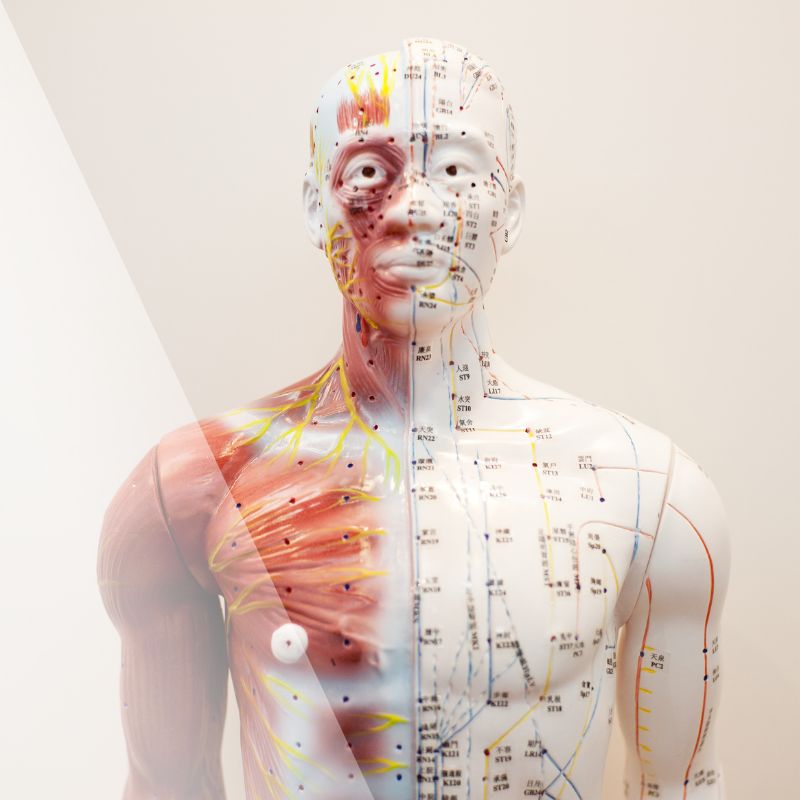 The 12 Meridians of the Body Explained » Redfern Acupuncture